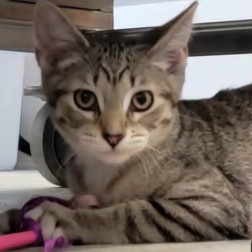Enlarge Wren, a Adopted Tabby in Rushville, IL image 1/3