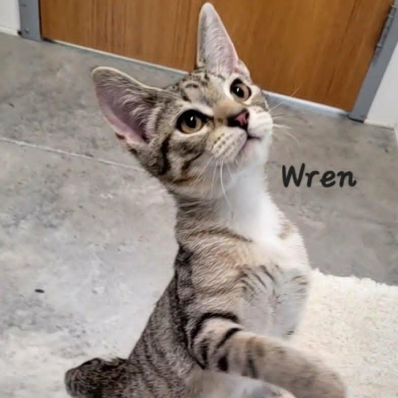 Enlarge Wren, a Adopted Tabby in Rushville, IL image 3/3