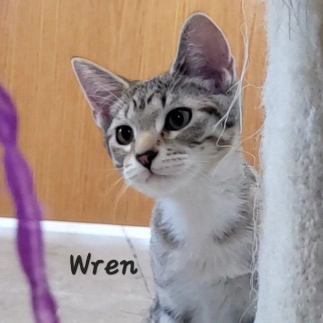 Enlarge Wren, a Adopted Tabby in Rushville, IL image 2/3