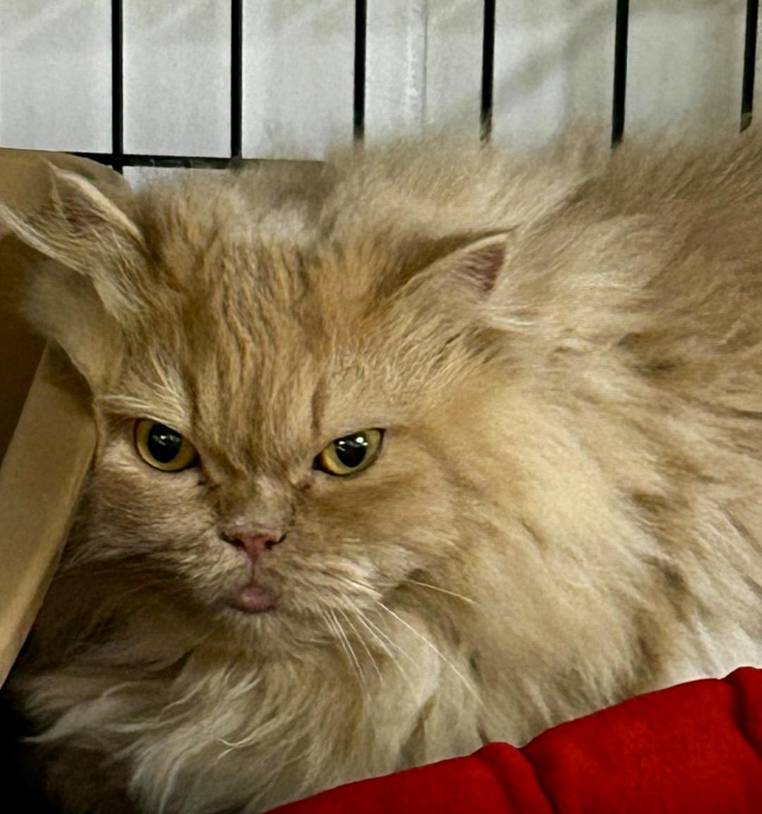 Enlarge Magda, an adoptable Persian in Maple Ridge, BC image 6/6