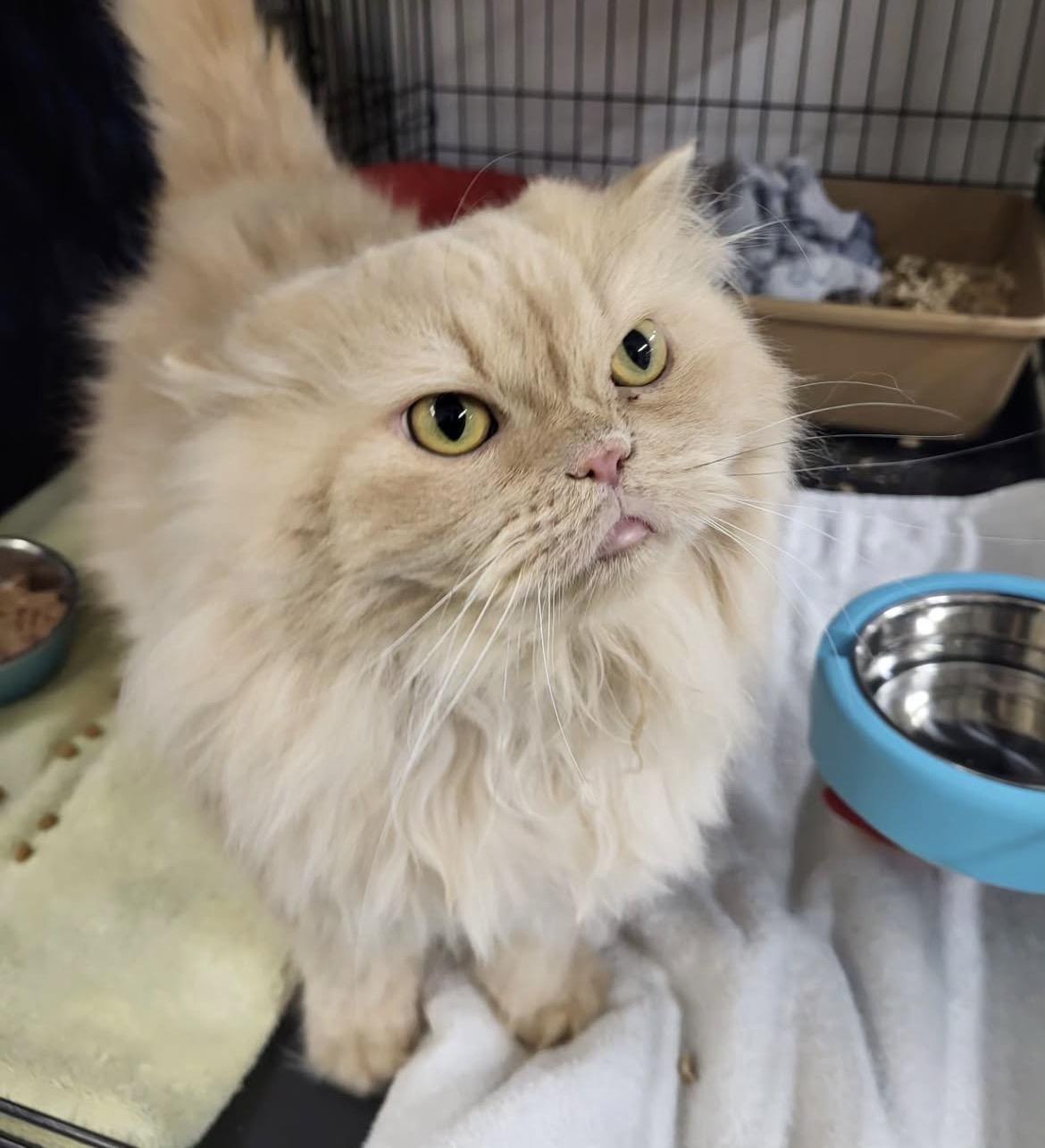 Magda, adoptable, Adult Female Persian.
