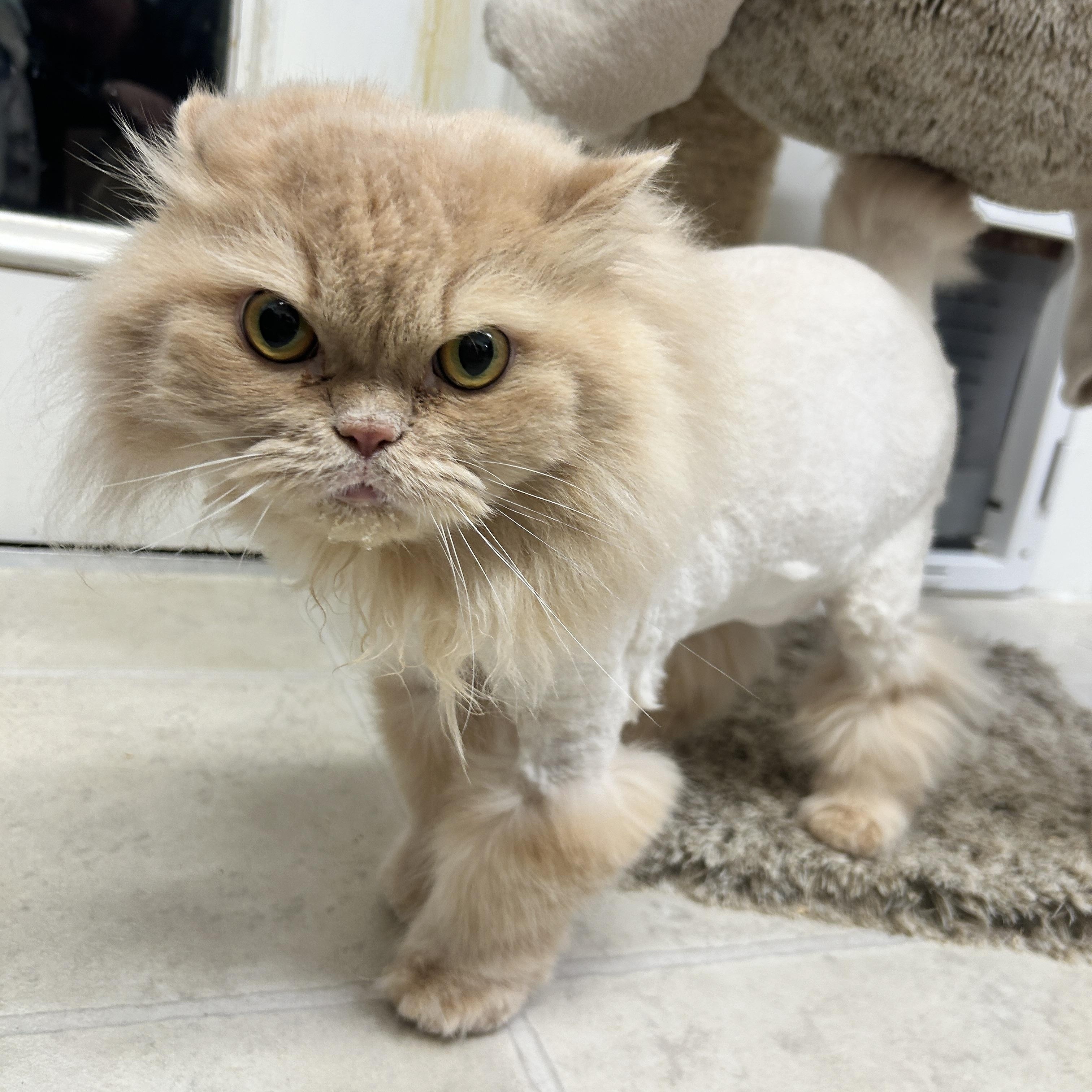 Enlarge Magda, an adoptable Persian in Maple Ridge, BC image 3/6