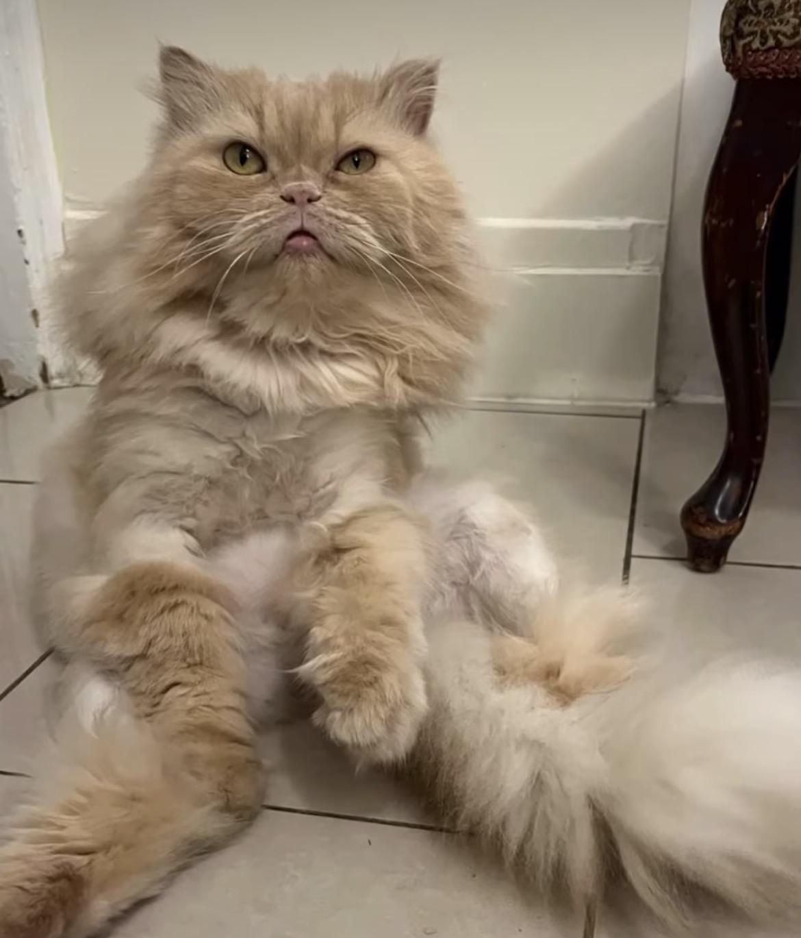 Enlarge Magda, an adoptable Persian in Maple Ridge, BC image 1/6