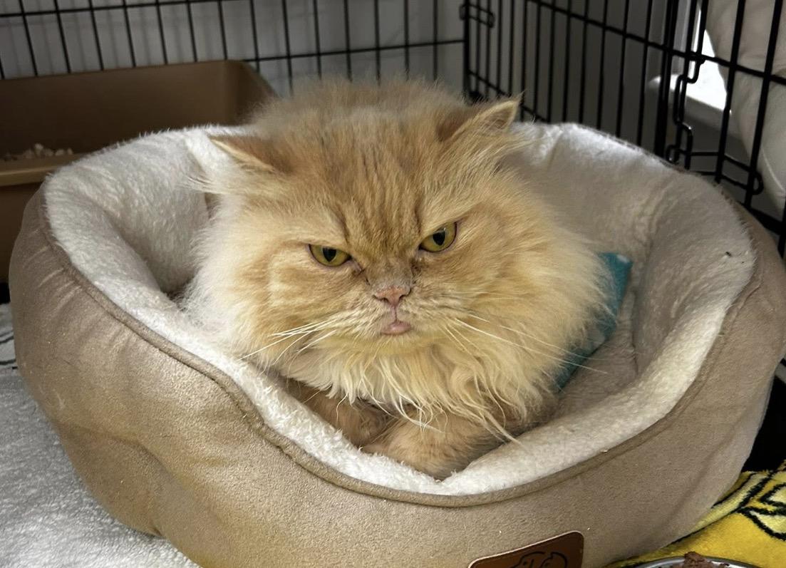 Enlarge Magda, an adoptable Persian in Maple Ridge, BC image 5/6