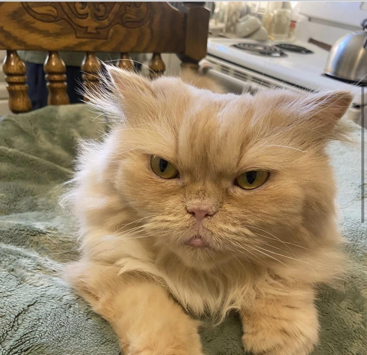 Magda, adoptable, Adult Female Persian.