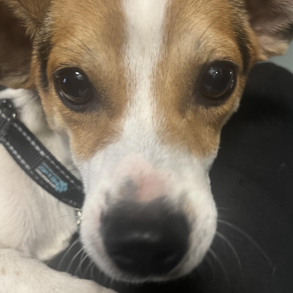Rizzo-Rizzler, Adoptable, Adult Male Jack Russell Terrier & Mixed Breed.