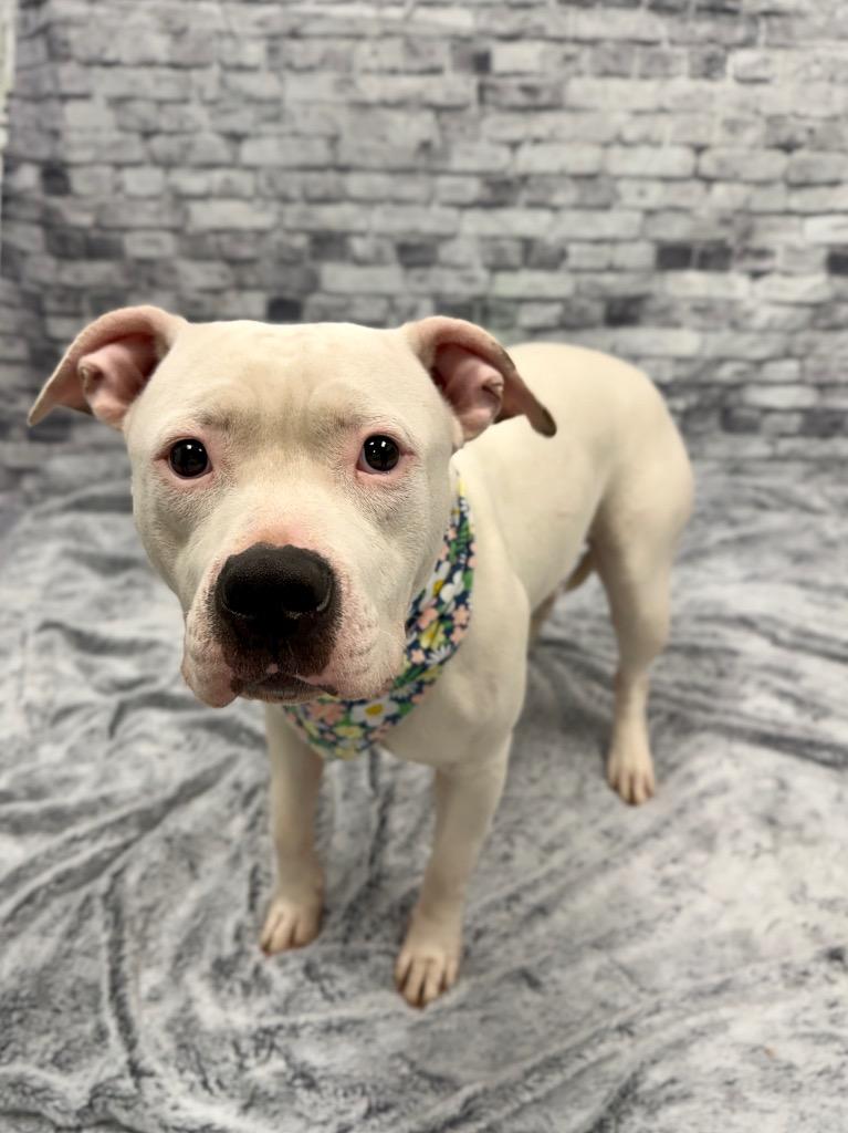 Molly, a Adoptable mixed breed in Muskegon, MI image 1/3