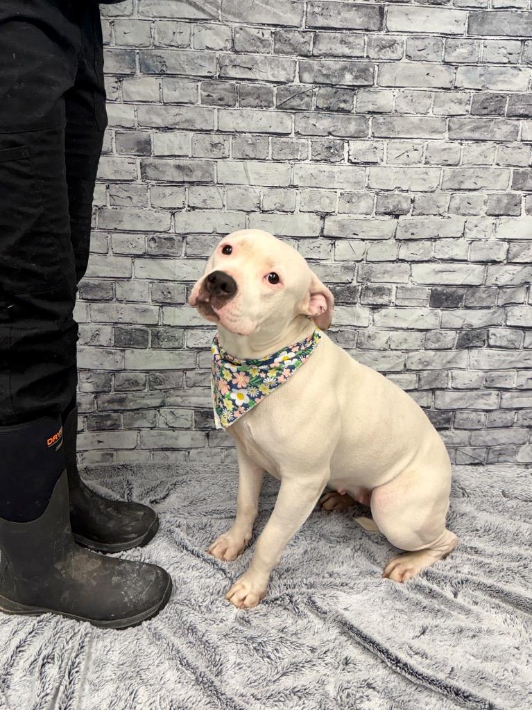 Molly, a Adoptable mixed breed in Muskegon, MI image 2/3