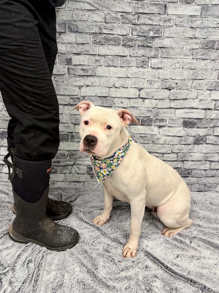 Molly, a Adoptable mixed breed in Muskegon, MI image 3/3