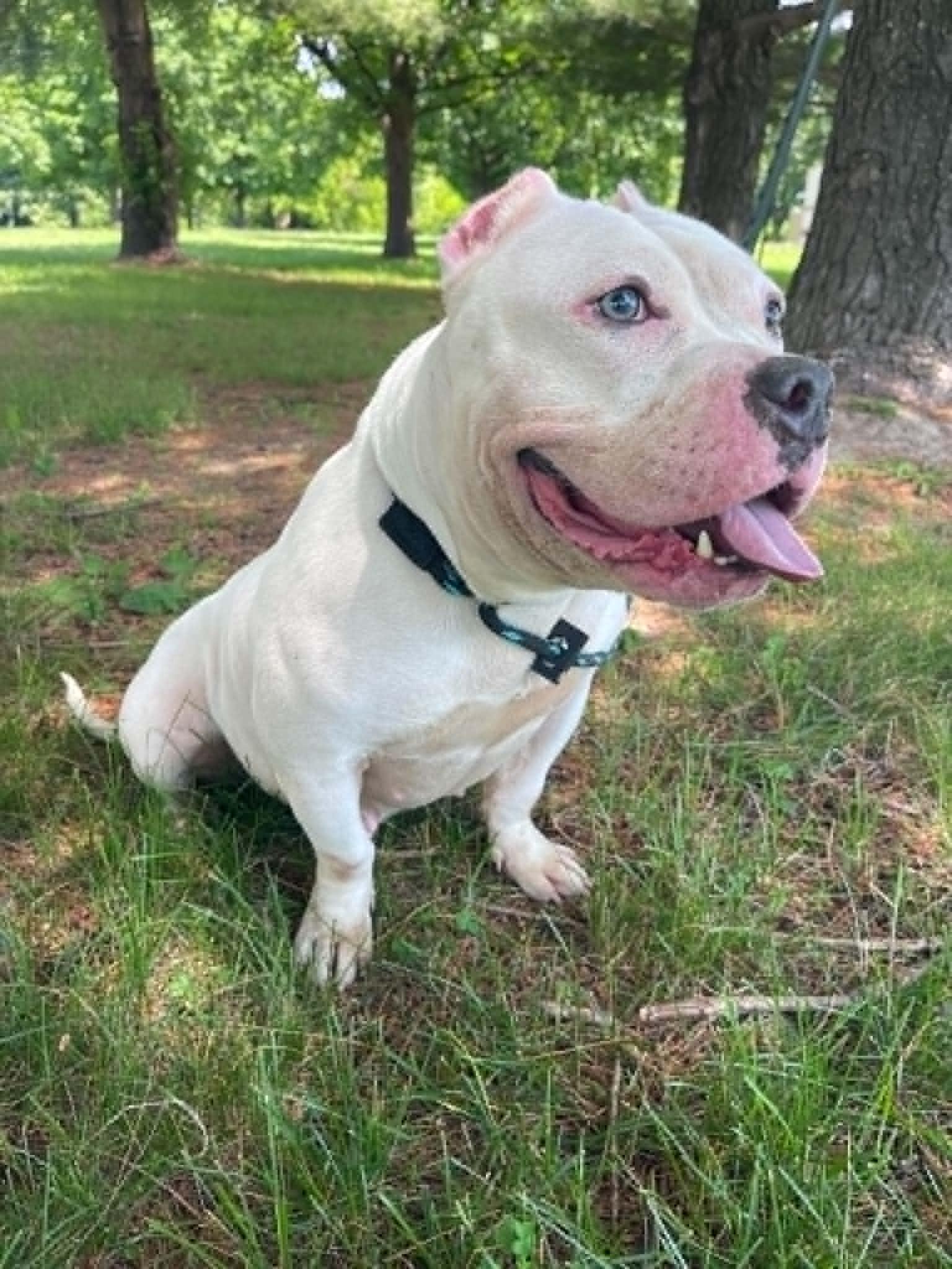 Enlarge Blanca, an adopted mixed breed in Springfield, IL image 2/3