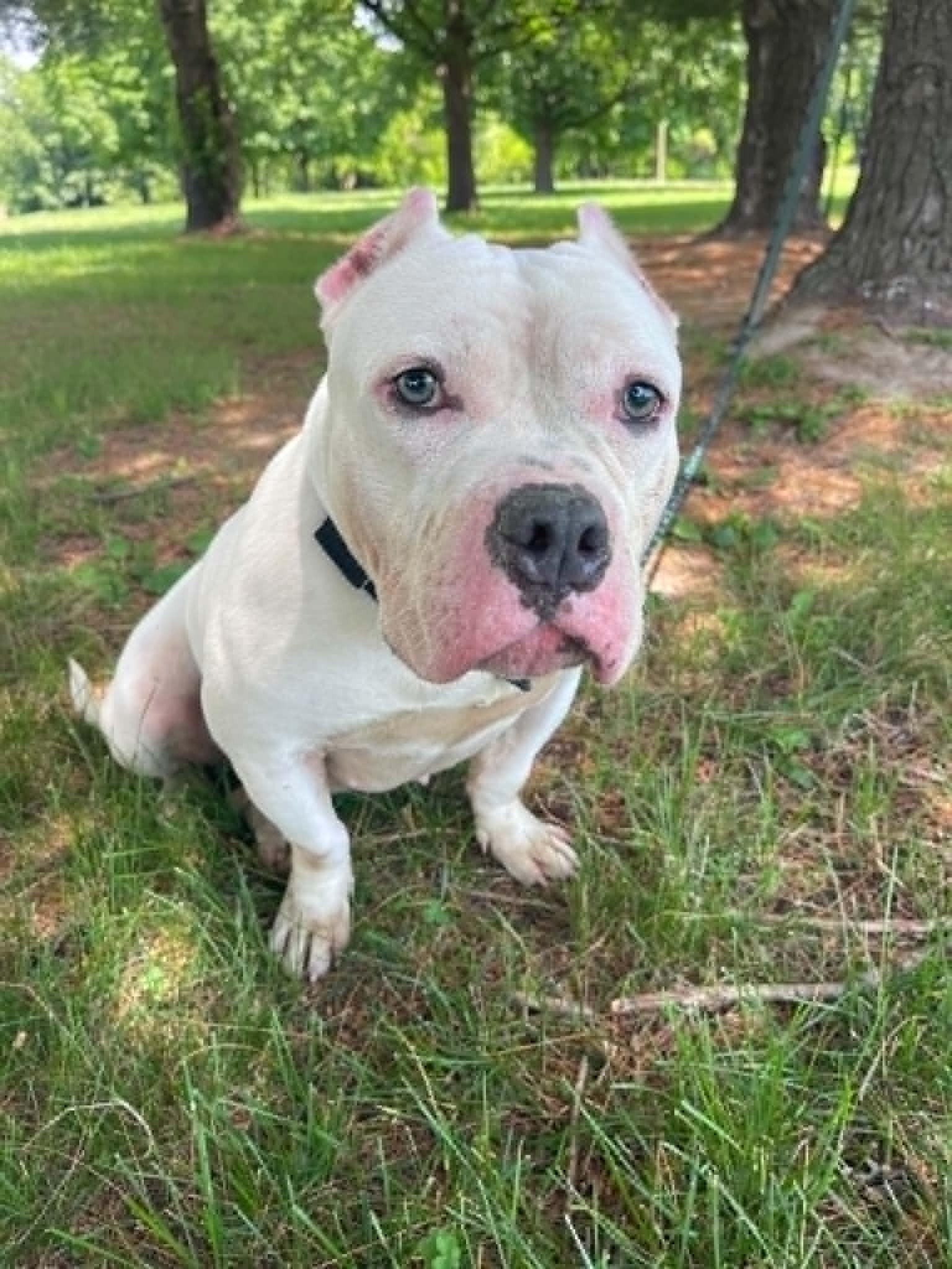 Enlarge Blanca, an adopted mixed breed in Springfield, IL image 3/3
