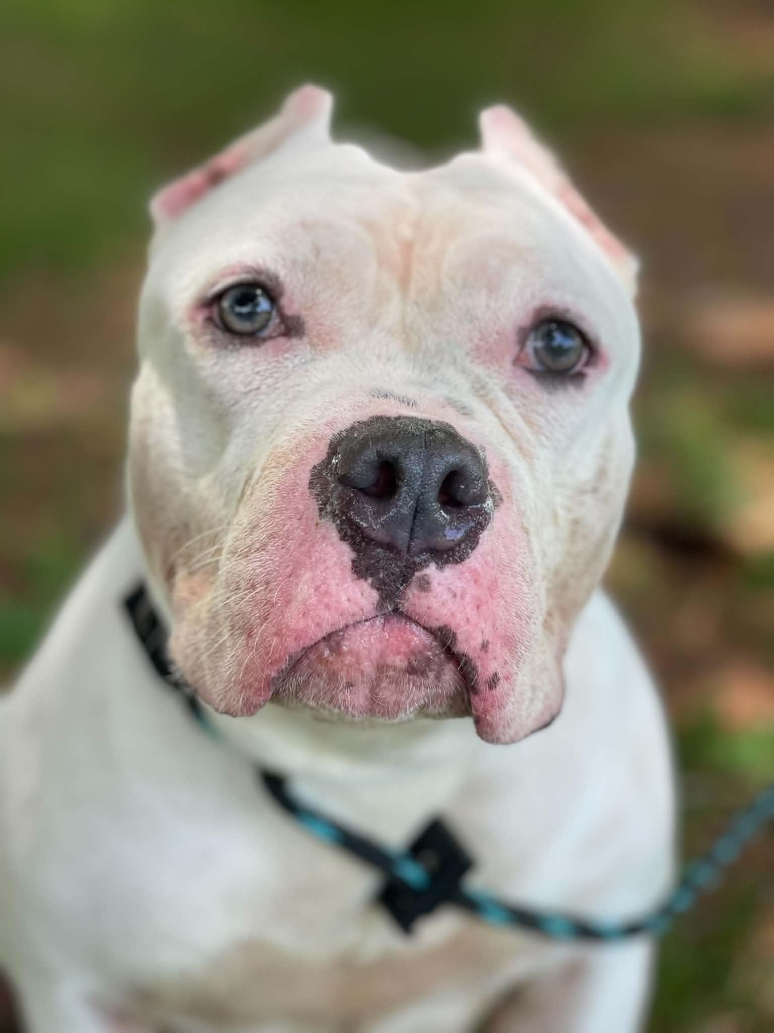 Blanca, adopted, Adult Female Pit Bull Terrier.