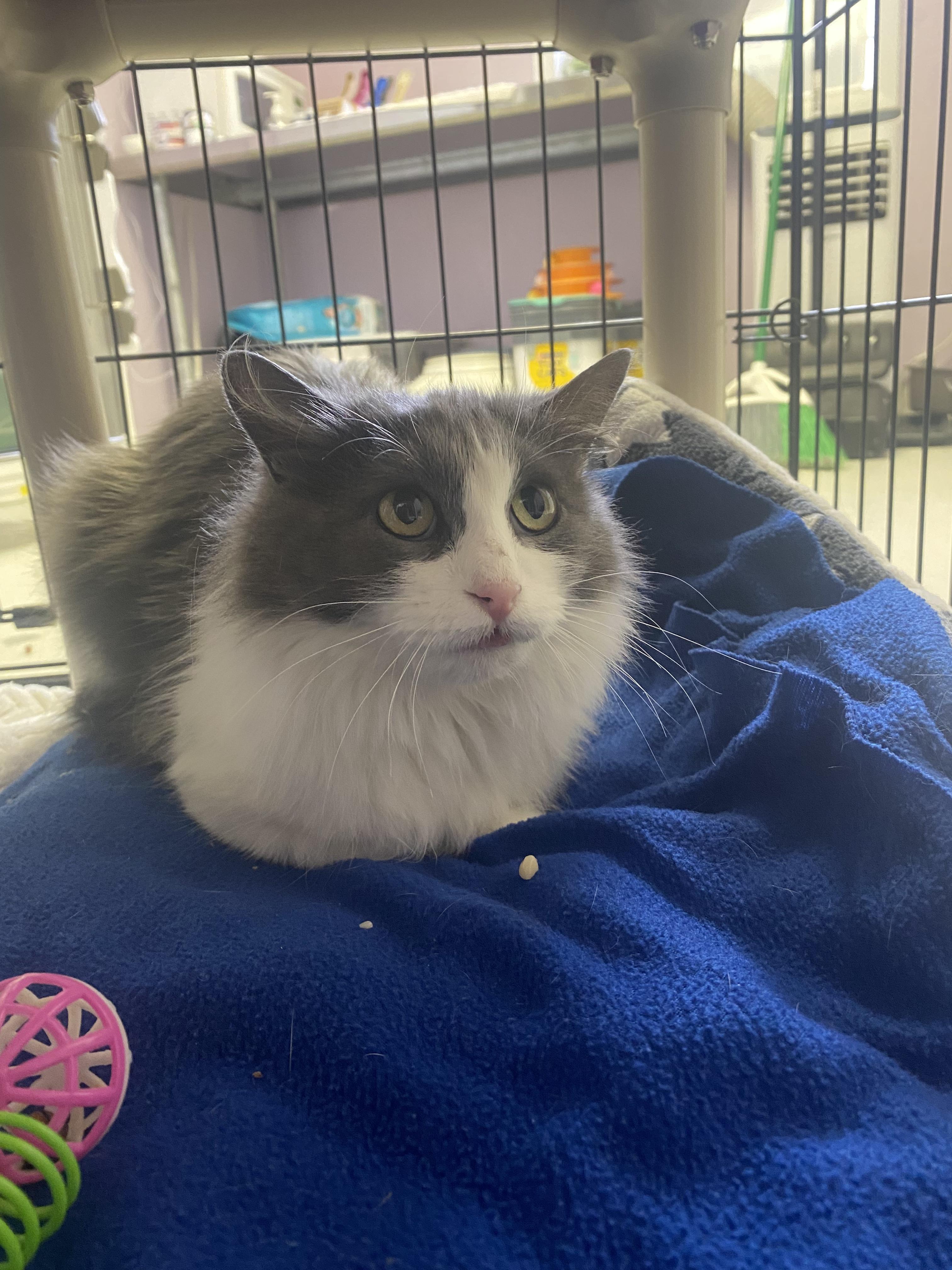 Enlarge Gracie Mae, a Adoptable mixed breed in Lakewood, CO image 5/6