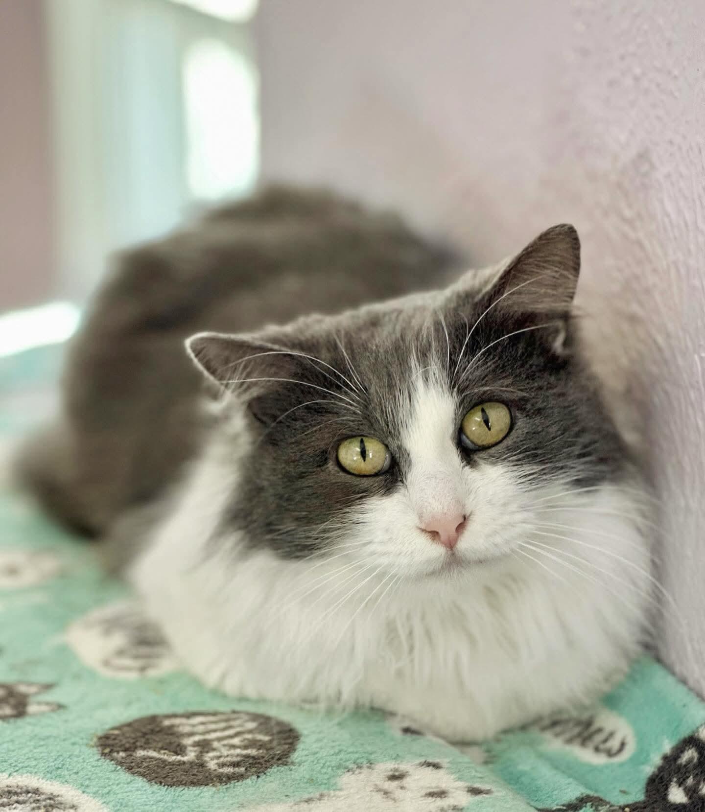 Enlarge Gracie Mae, a Adoptable mixed breed in Lakewood, CO image 4/4