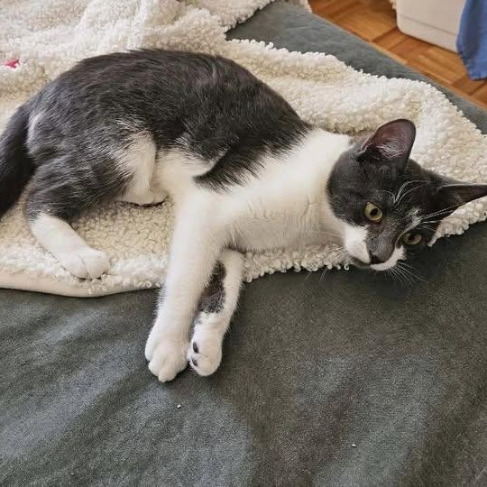 Enlarge Charlie, a ADOPTABLE Domestic Short Hair in Sainte-Martine, QC image 1/1