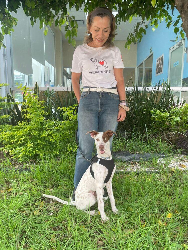 Patches, Adoptable, Puppy Female Whippet.