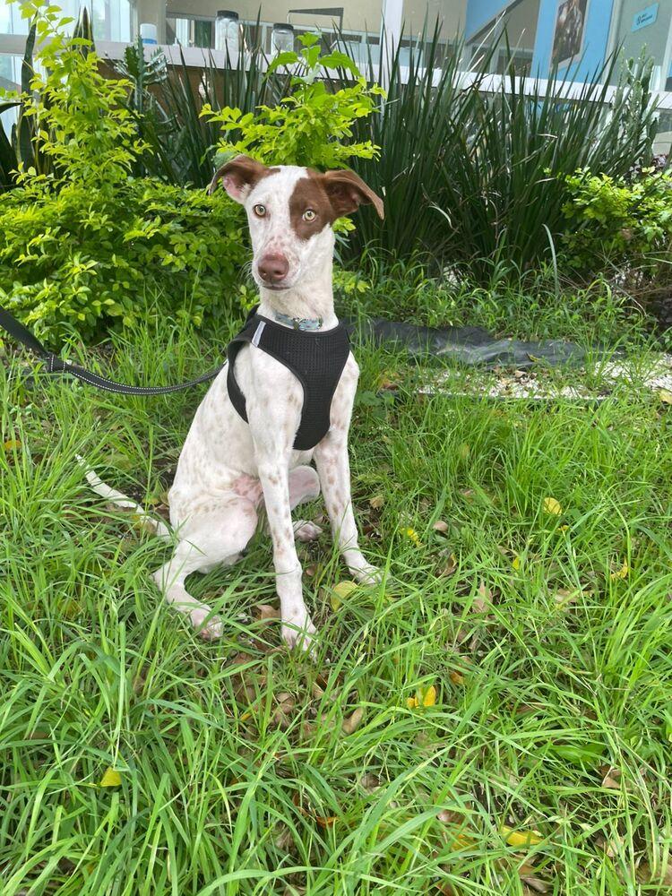 Patches, a Adoptable mixed breed in Gig Harbor, WA image 3/6