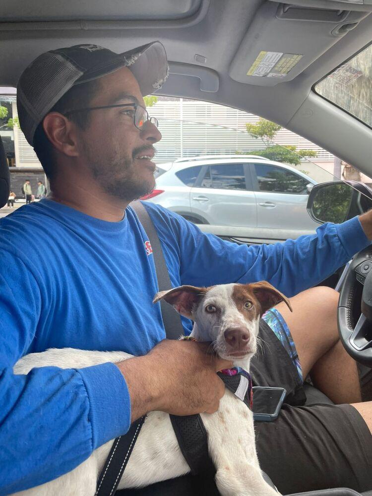 Patches, a Adoptable mixed breed in Gig Harbor, WA image 5/6