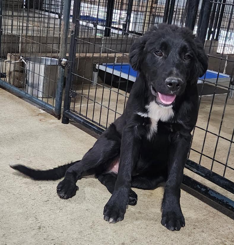 Halfie, ADOPTABLE, Young Male Australian Shepherd & Border Collie.