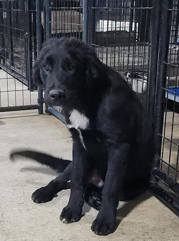 Enlarge Halfie, a ADOPTABLE mixed breed in Marshall, AR image 3/4