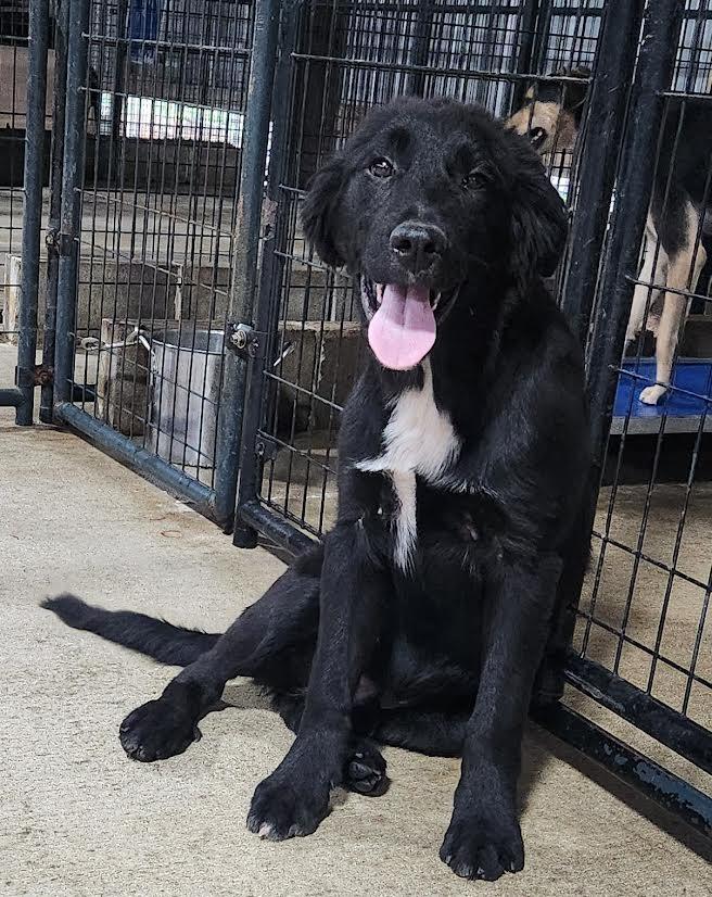 Enlarge Halfie, a ADOPTABLE mixed breed in Marshall, AR image 2/4