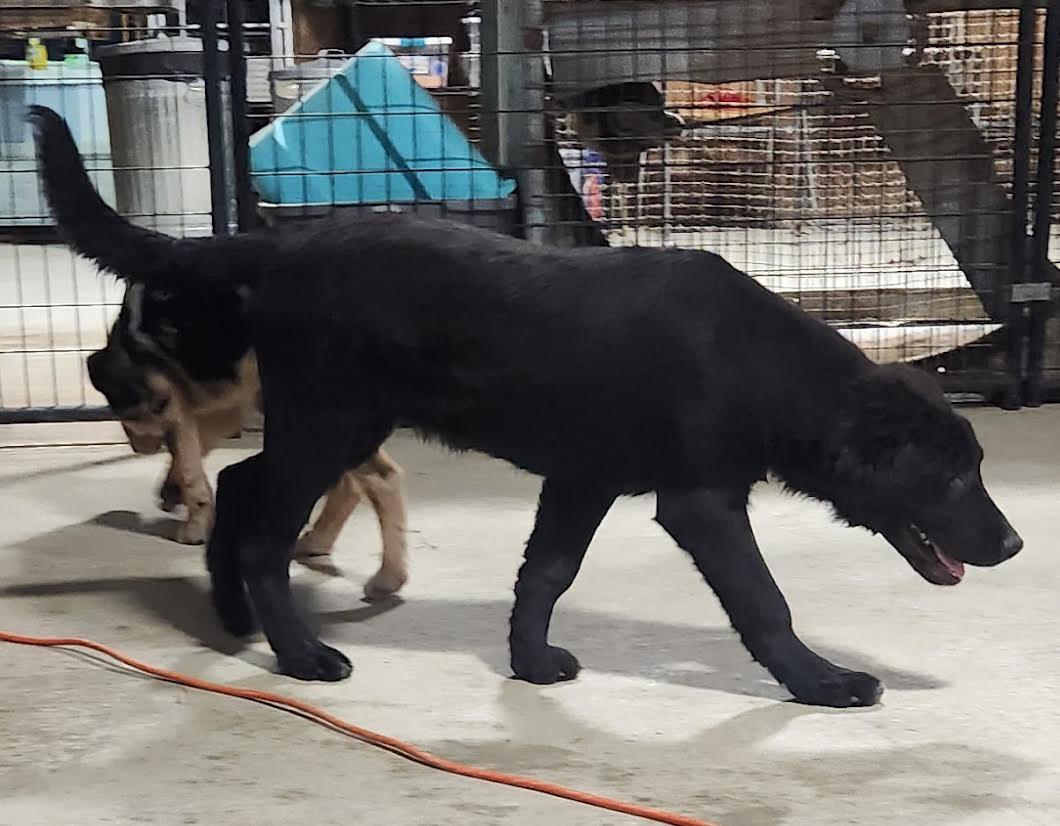 Enlarge Halfie, a ADOPTABLE mixed breed in Marshall, AR image 4/4