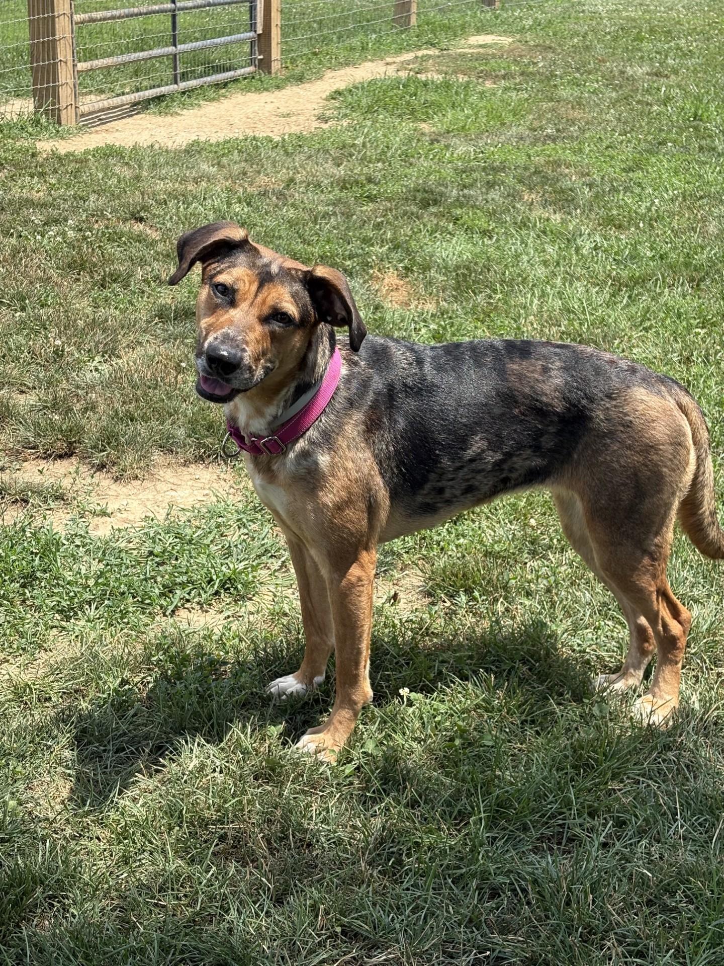 May, ADOPTABLE, Young Female German Shepherd Dog & Husky.