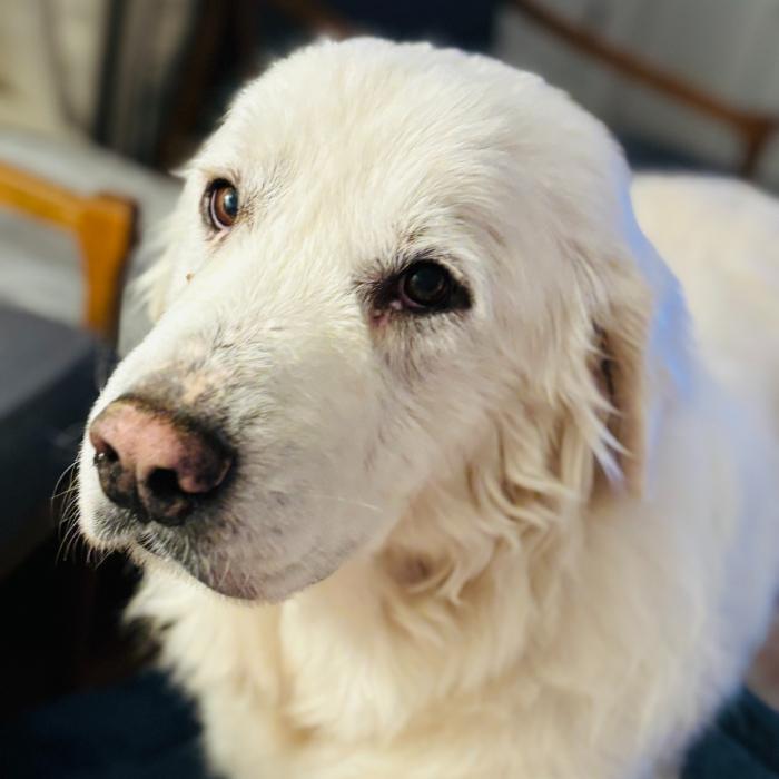 Enlarge Luna Harrison #7495, a Adoptable Great Pyrenees in Louisville, KY image 1/6