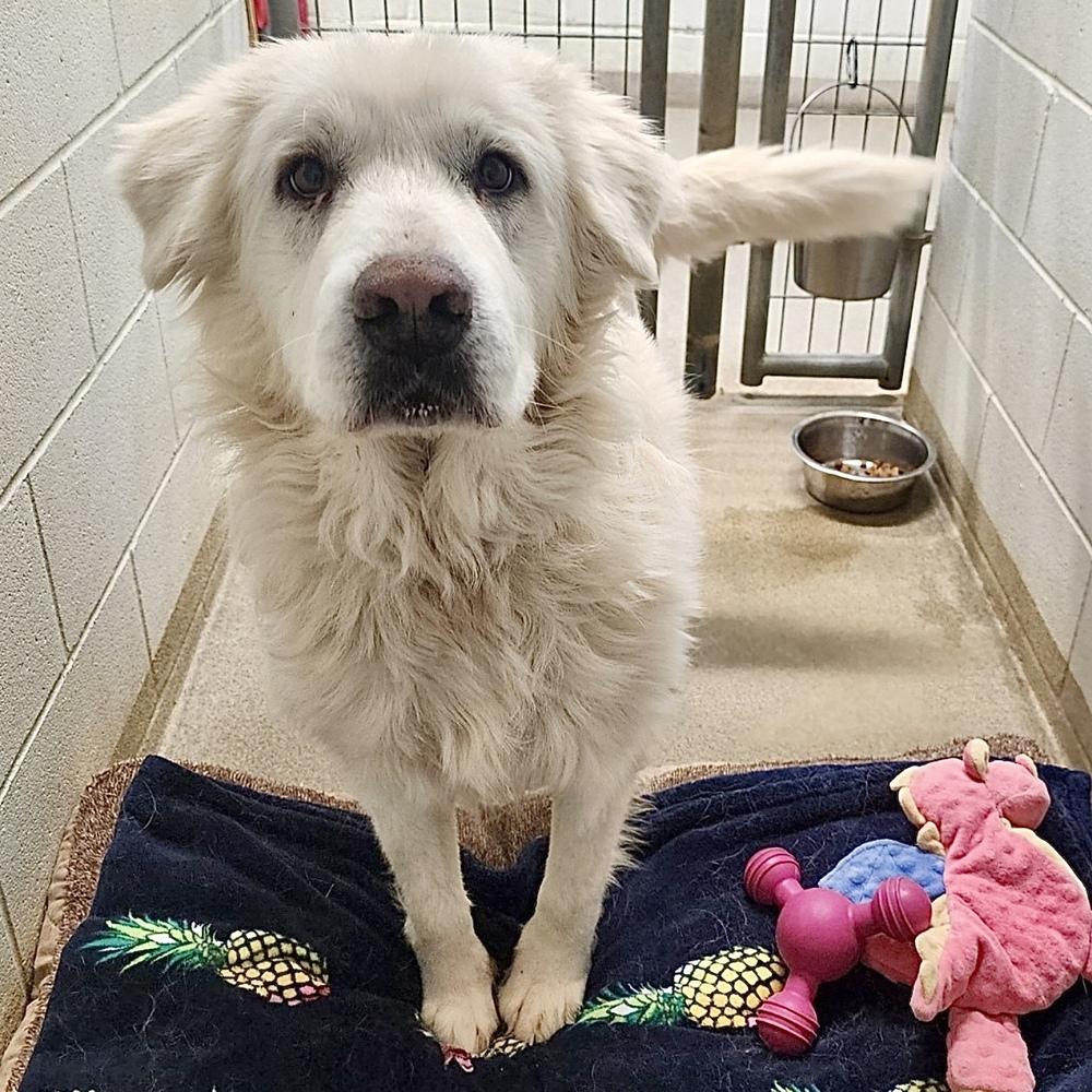 Enlarge Luna Harrison #7495, a Adoptable Great Pyrenees in Louisville, KY image 2/6