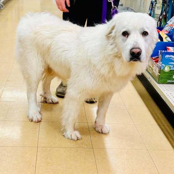 Enlarge Luna Harrison #7495, a Adoptable Great Pyrenees in Louisville, KY image 3/6