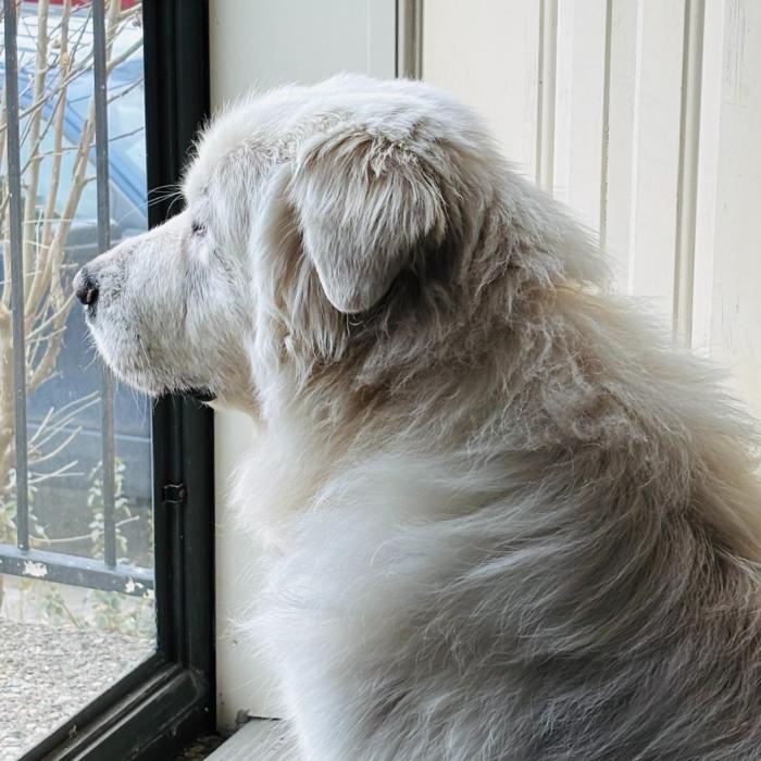 Enlarge Luna Harrison #7495, a Adoptable Great Pyrenees in Louisville, KY image 4/6