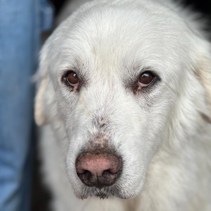 Enlarge Luna Harrison #7495, a Adoptable Great Pyrenees in Louisville, KY image 5/6
