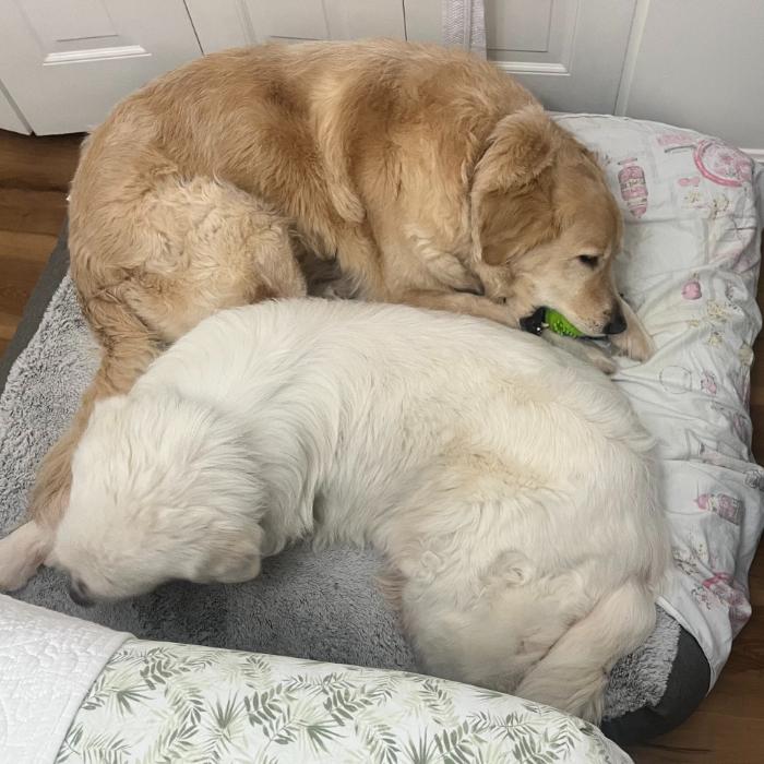 Enlarge Luna Harrison #7495, a Adoptable Great Pyrenees in Louisville, KY image 6/6