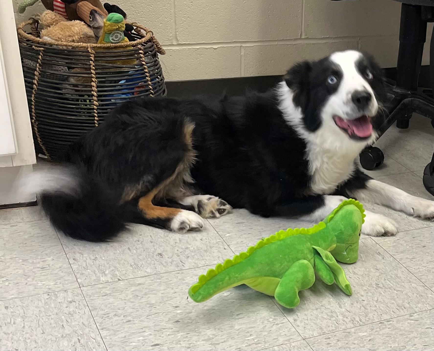 Buddy, an adopted Border Collie in Oakland, MD image 2/2