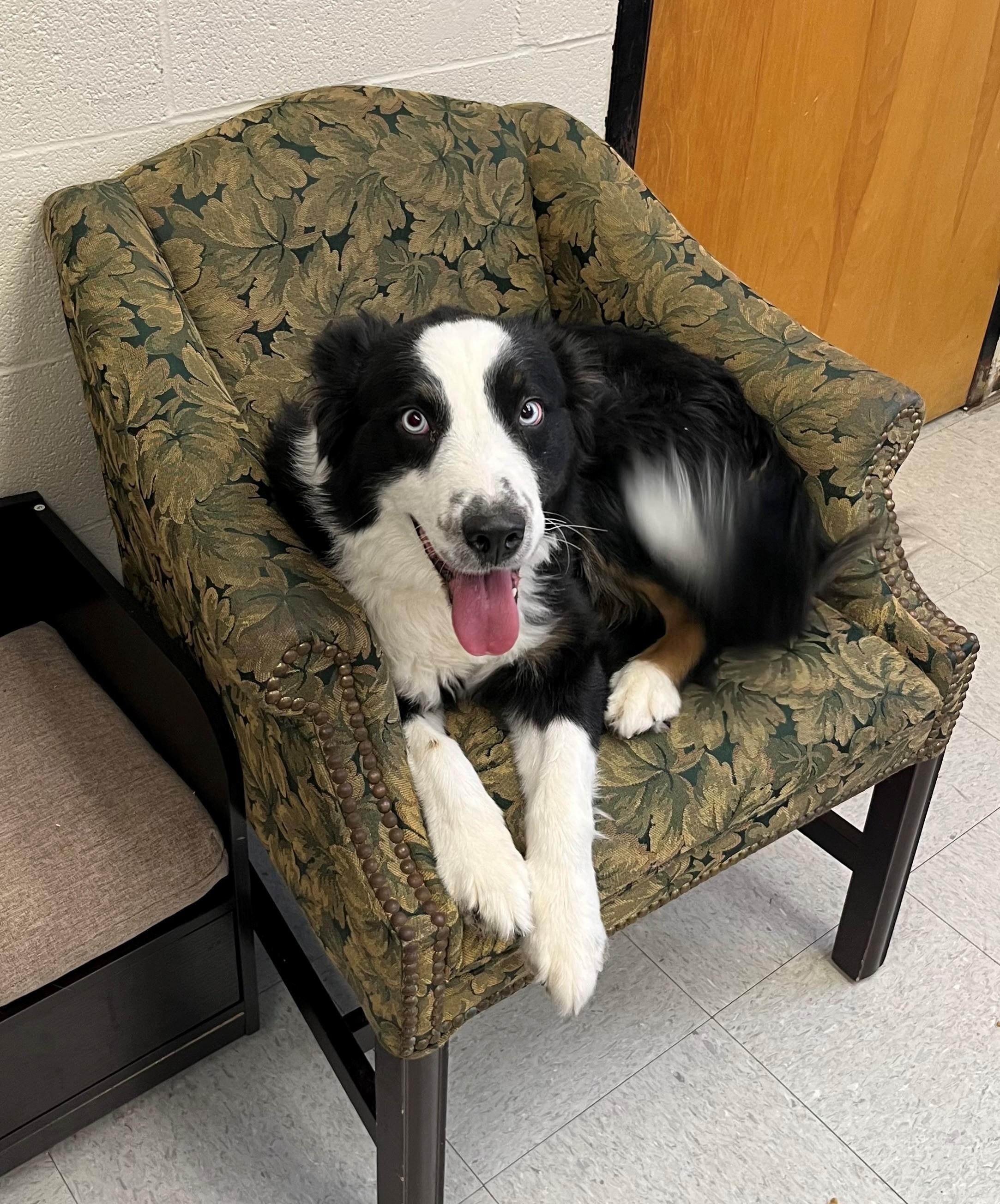 Buddy, adopted, Adult Male Border Collie.