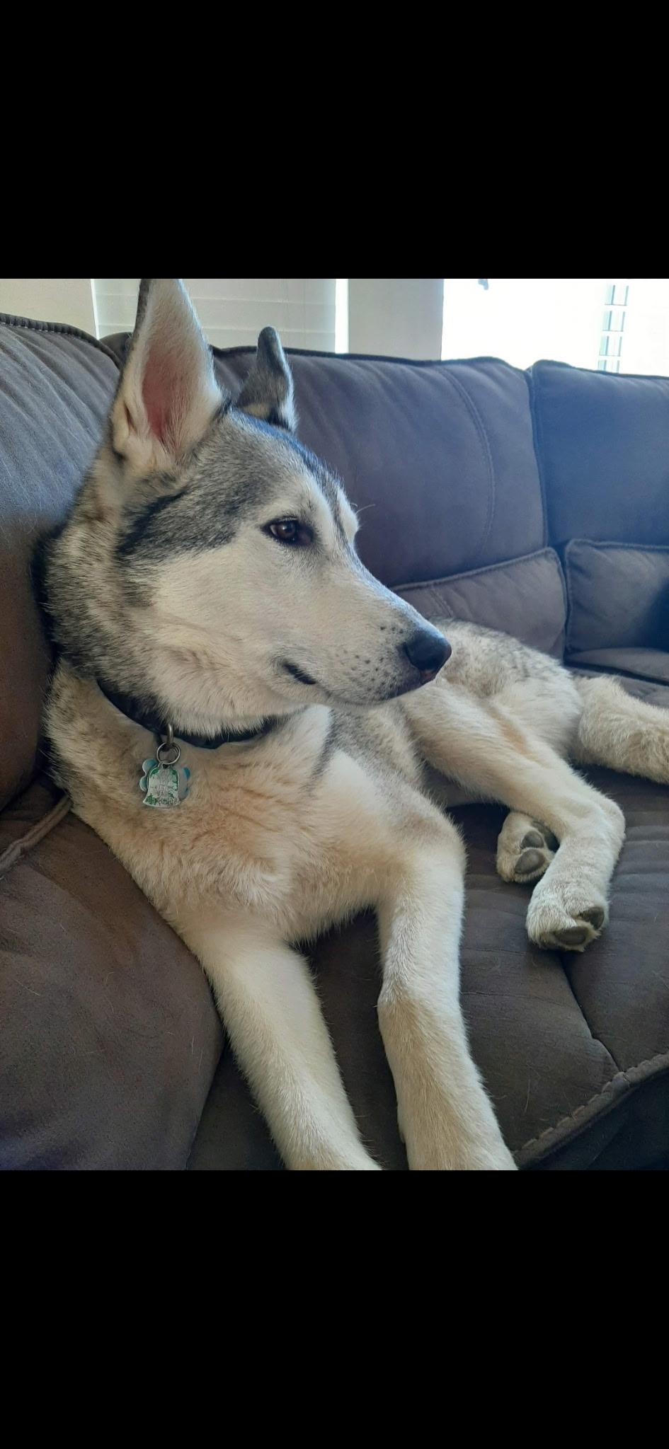 Riley, a ADOPTABLE Siberian Husky in Menifee, CA image 4/6