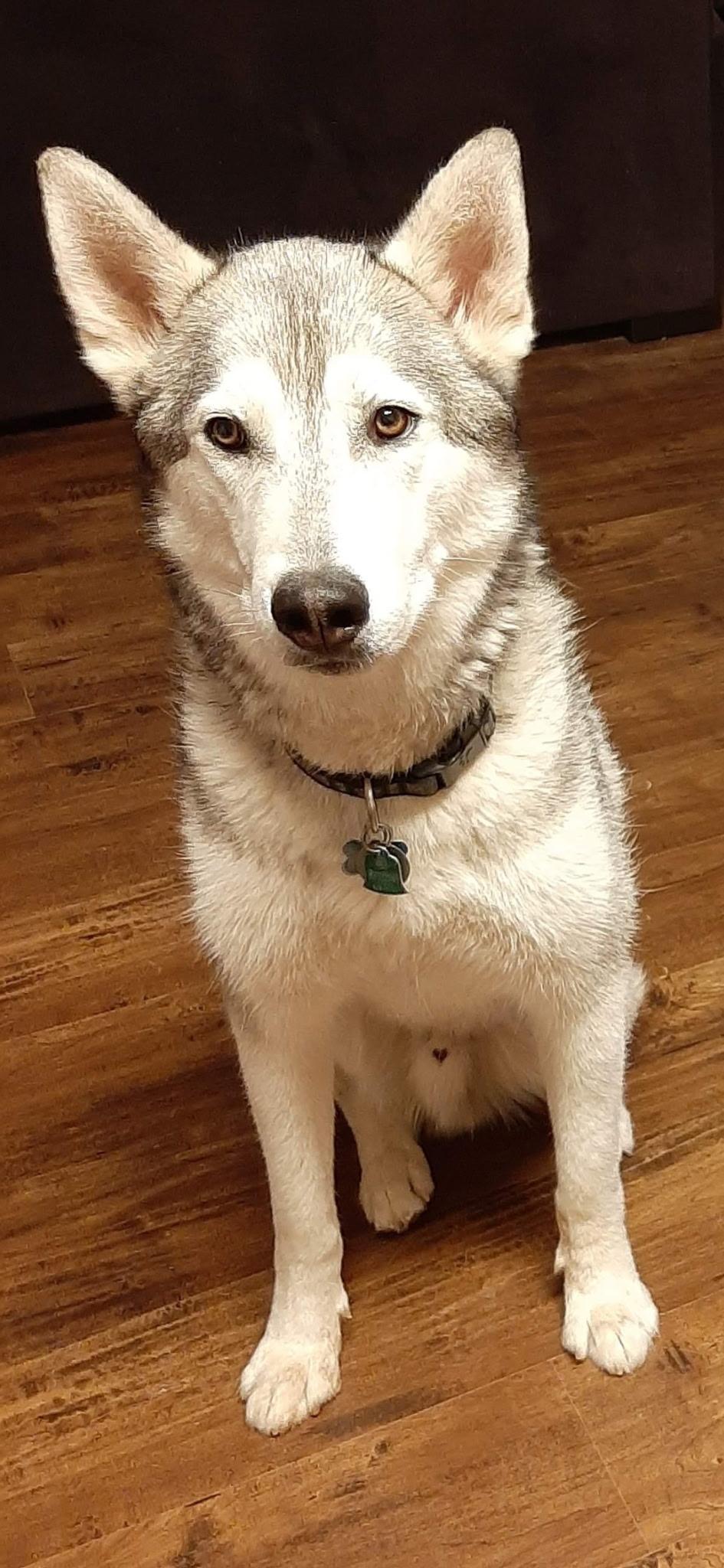 Riley, a ADOPTABLE Siberian Husky in Menifee, CA image 3/6