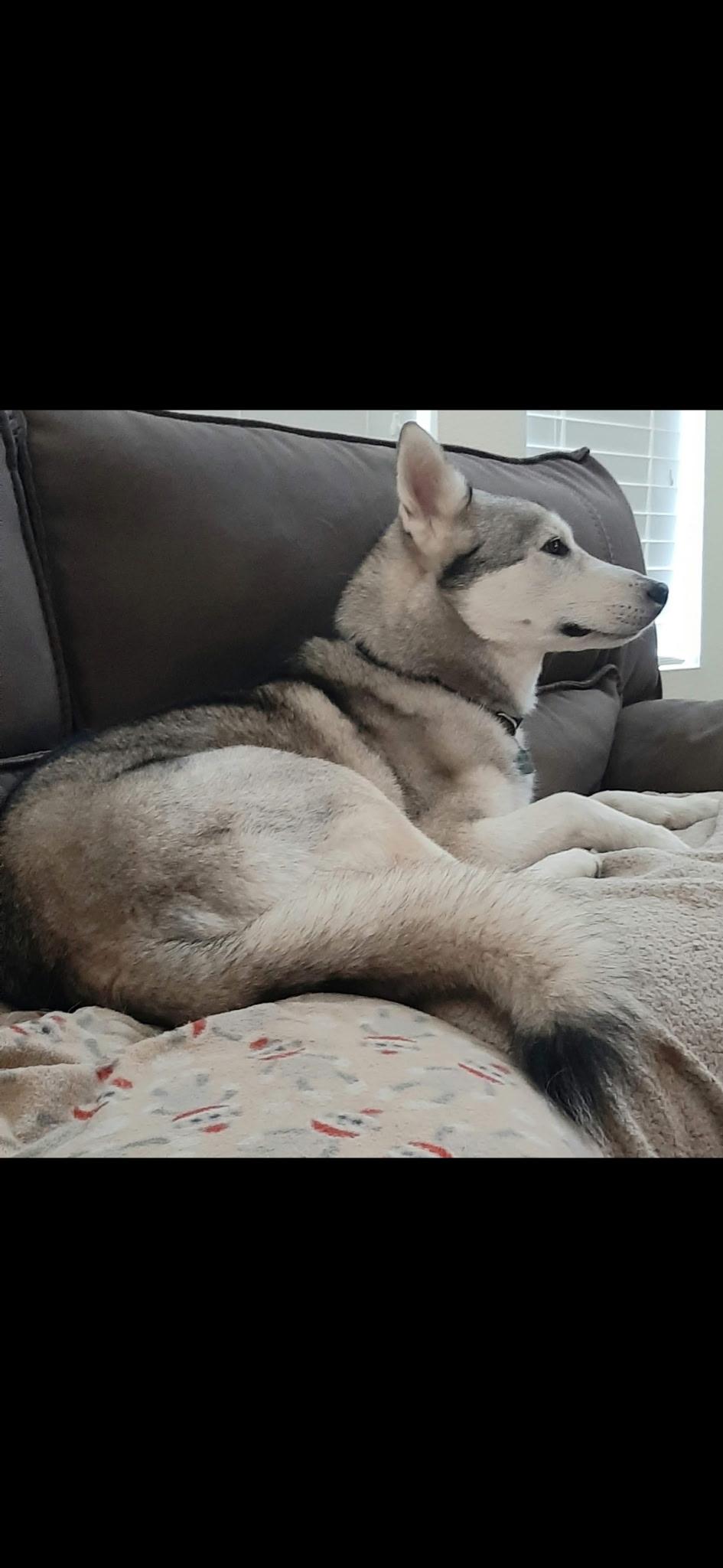 Riley, a ADOPTABLE Siberian Husky in Menifee, CA image 5/6