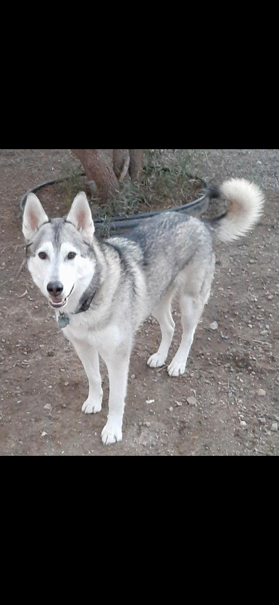Riley, a ADOPTABLE Siberian Husky in Menifee, CA image 1/6