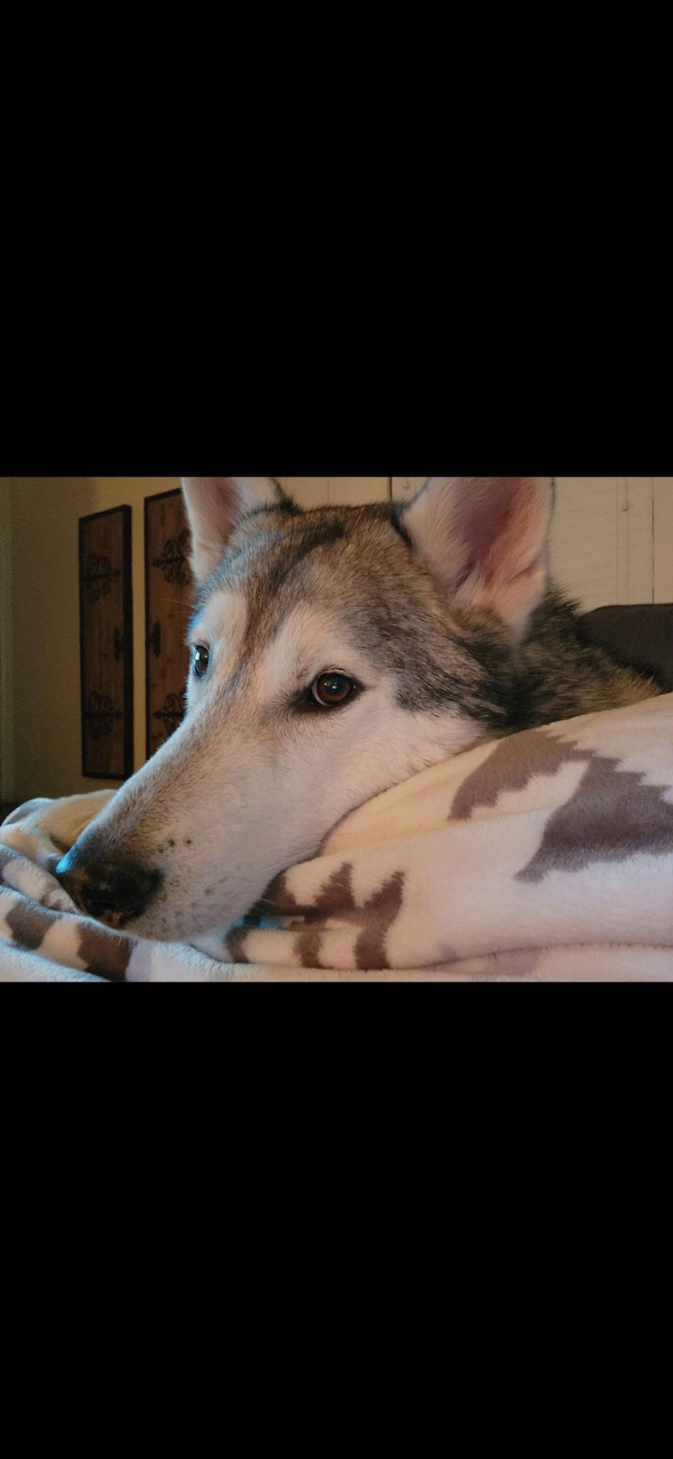 Riley, a ADOPTABLE Siberian Husky in Menifee, CA image 2/6