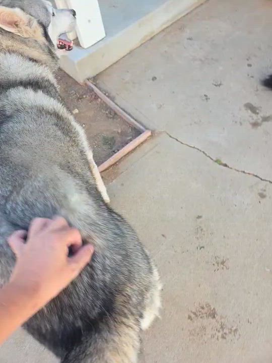 Enlarge Riley, a ADOPTABLE Siberian Husky in Menifee, CA video 6/6
