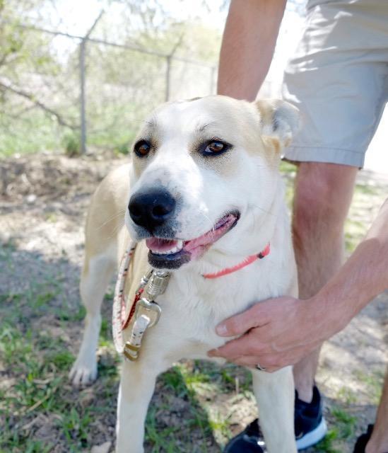 Stella, an adoptable Labrador Retriever, Mixed Breed in Saint James, MN, 56081 | Photo Image 4