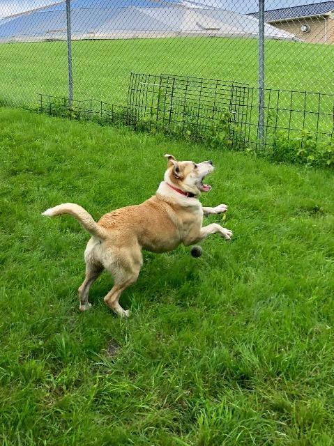 Stella, an adoptable Labrador Retriever, Mixed Breed in Saint James, MN, 56081 | Photo Image 6