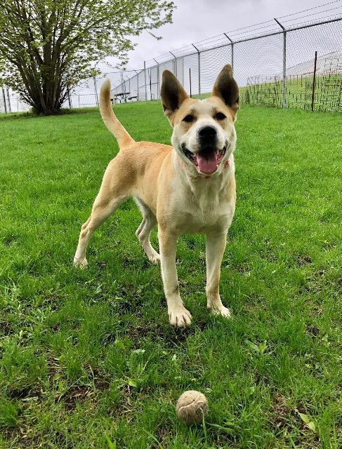 Stella, an adoptable Labrador Retriever, Mixed Breed in Saint James, MN, 56081 | Photo Image 5