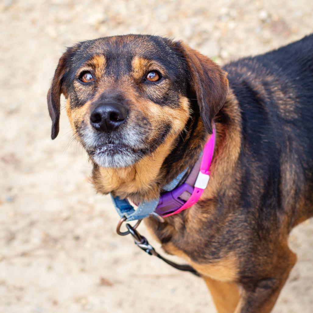 Enlarge Monarch, a Adoptable mixed breed in Hattiesburg, MS image 1/2