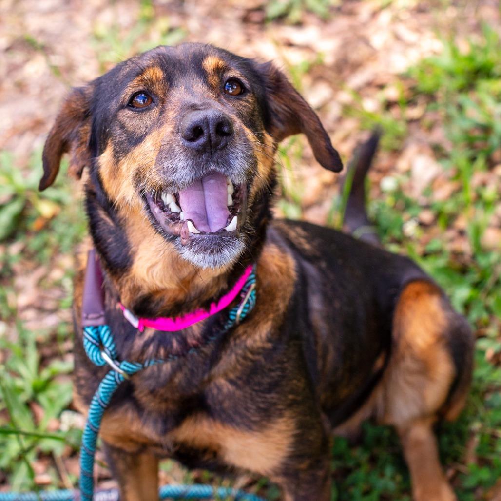 Enlarge Monarch, a Adoptable mixed breed in Hattiesburg, MS image 2/3