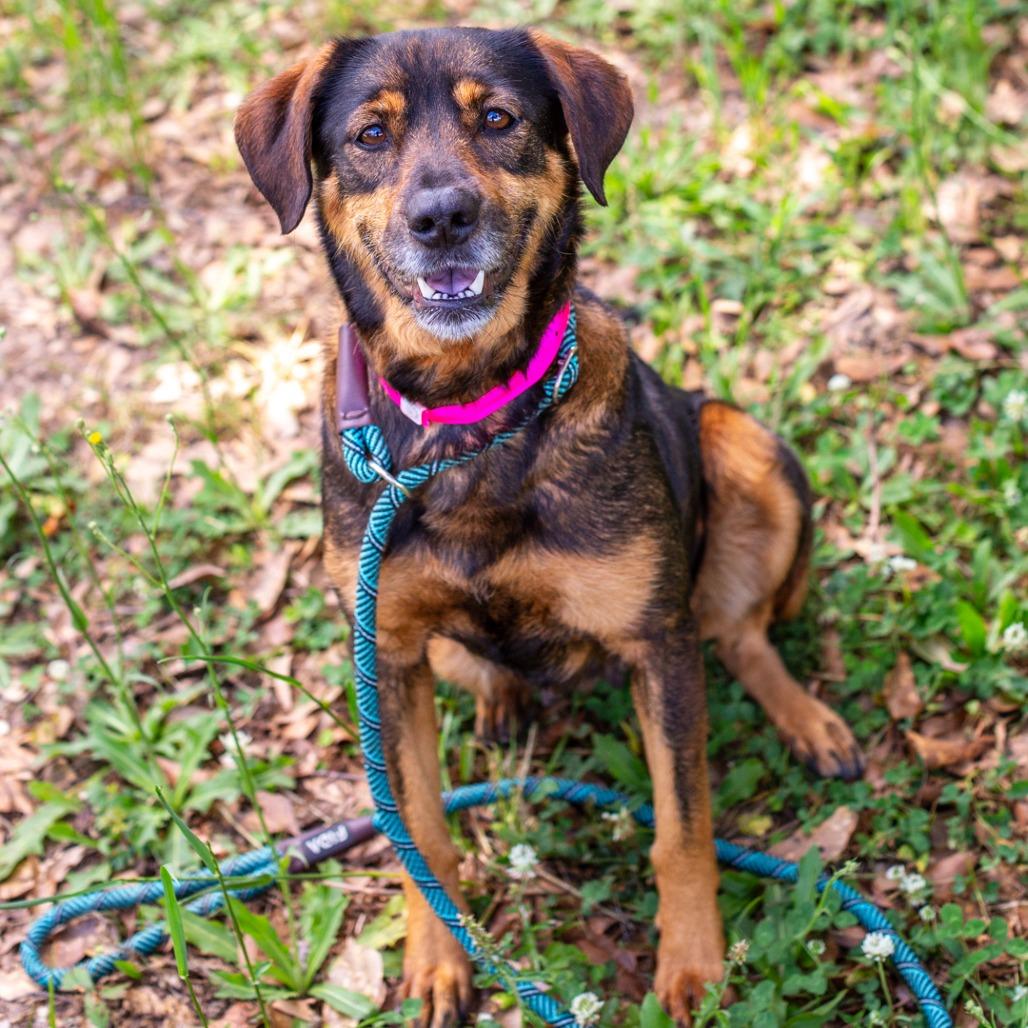 Enlarge Monarch, a Adoptable mixed breed in Hattiesburg, MS image 3/3