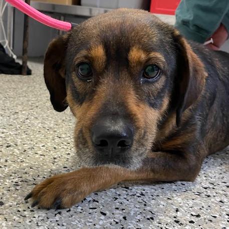 Enlarge Monarch, a Adoptable mixed breed in Hattiesburg, MS image 2/2