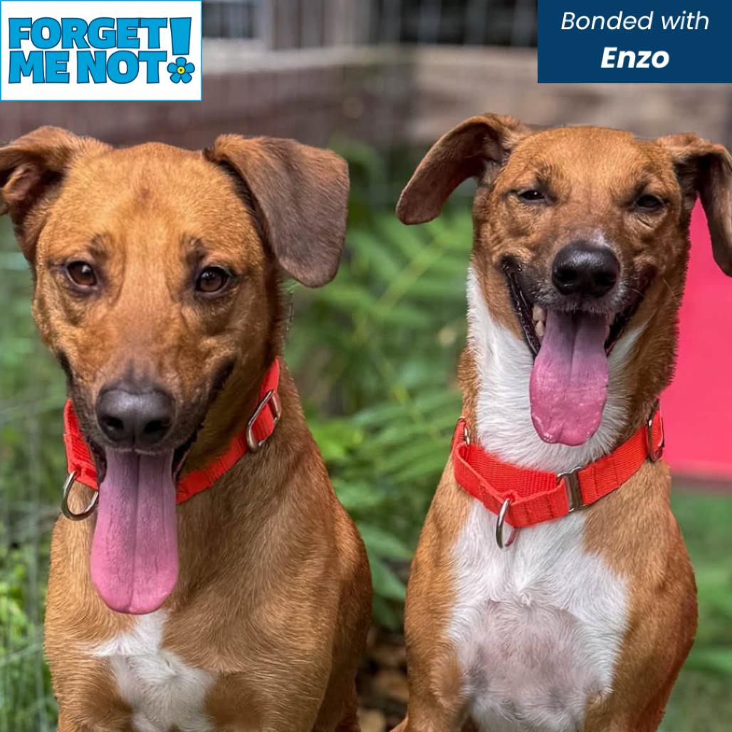 Reuben on Rye, a Adoptable Mixed Breed in Baltimore, MD image 1/6