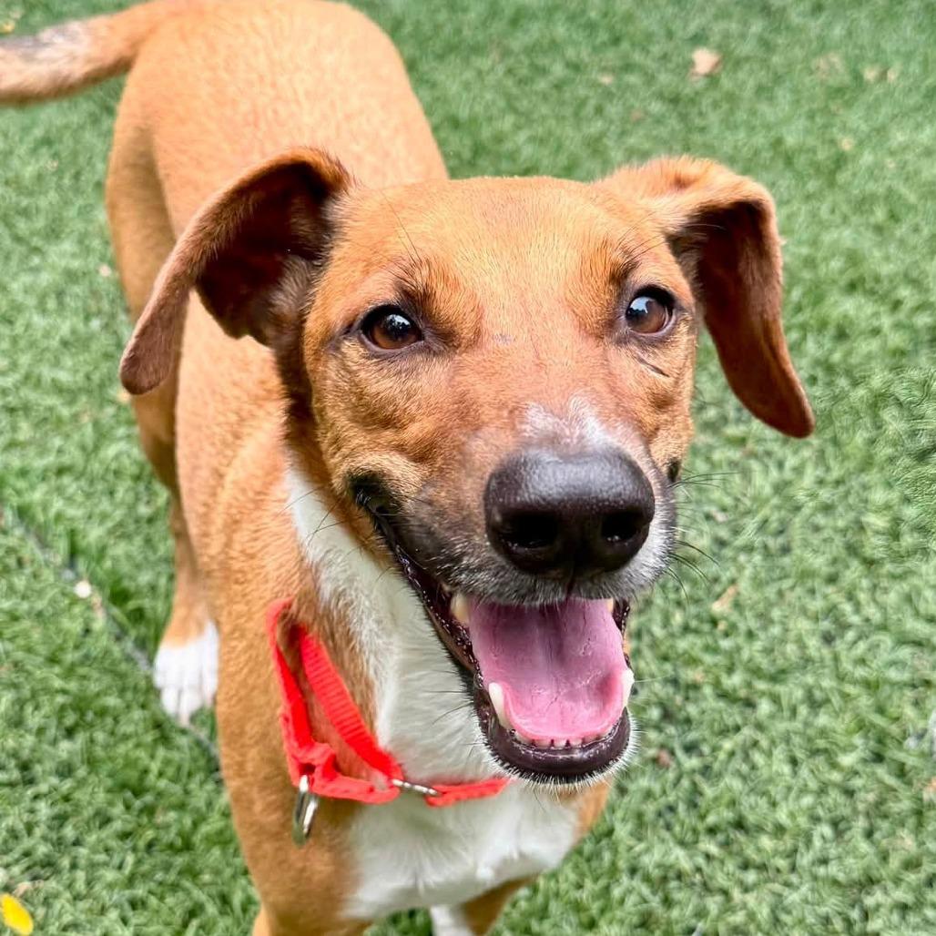 Reuben on Rye, a Adoptable Mixed Breed in Baltimore, MD image 2/6